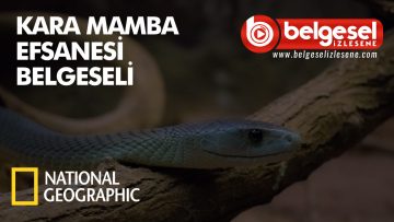 kara-mamba-belgeselizlesene-video
