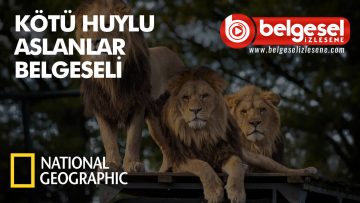 kotu-huylu-aslanlar-belgeseli-izle
