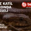 sessiz-katil-anaconda-belgeseli-belselizlesene