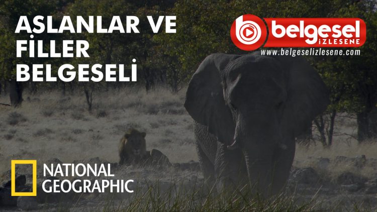 aslanlar-ve-filler-belgeseli-belgesel-izlesene