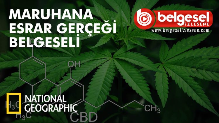 maruhana-esrar-gercegi-belgeseli-belgesel-izlesene