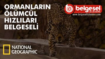 ormanlarin-olumcul-hizlilari-belgeseli-belselizlesene